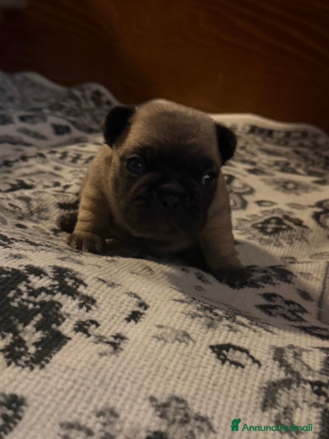 Bulldog Francese cani in vendita: Cuccioli di Bouldogue francese - Annuncio 6