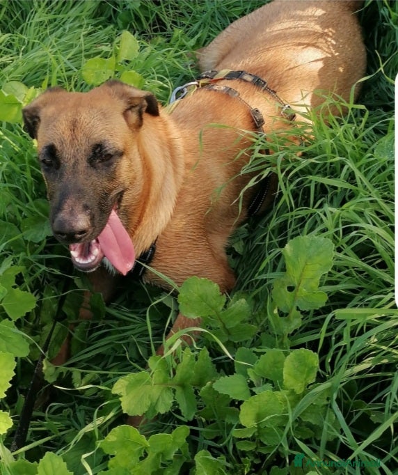 Meticcio cani Mix Pastore Malinois 2anni femmina NAPOLI SOS  a Città metropolitana di Milano - Annuncio 33