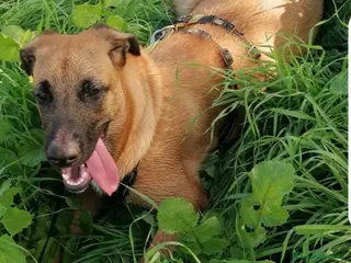 Meticcio cani Mix Pastore Malinois 2anni femmina NAPOLI SOS a Città metropolitana di Milano - Annuncio 3