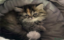 Persiano gatti in vendita: Gattina persiana normotipo tortie smoke a Provincia di Reggio Emilia - Immagine 2