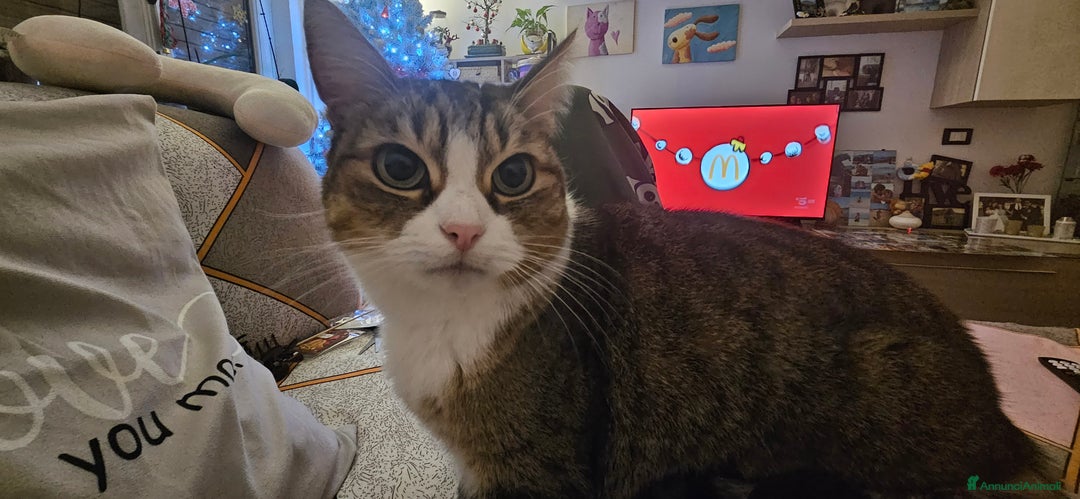 Europeo gatti in regalo: SERVONO ADOZIONI PER SALVARLI  - Annuncio 11