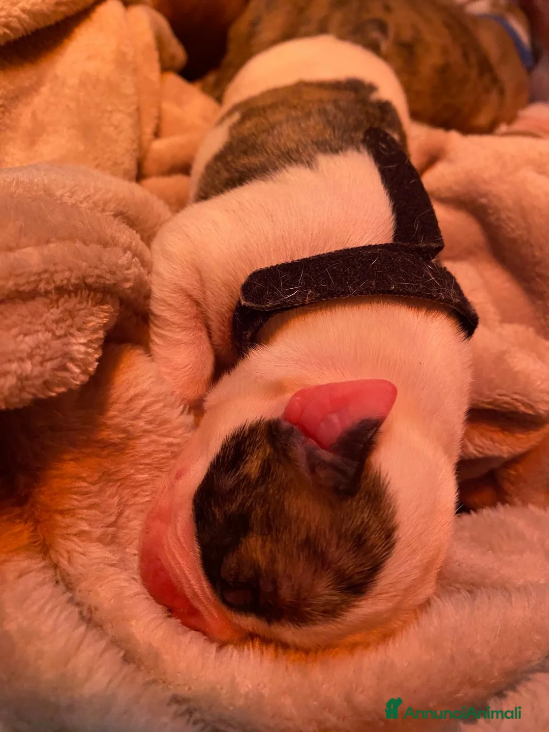 Bulldog cani in vendita: American Bulldog cuccioli - Annuncio 7