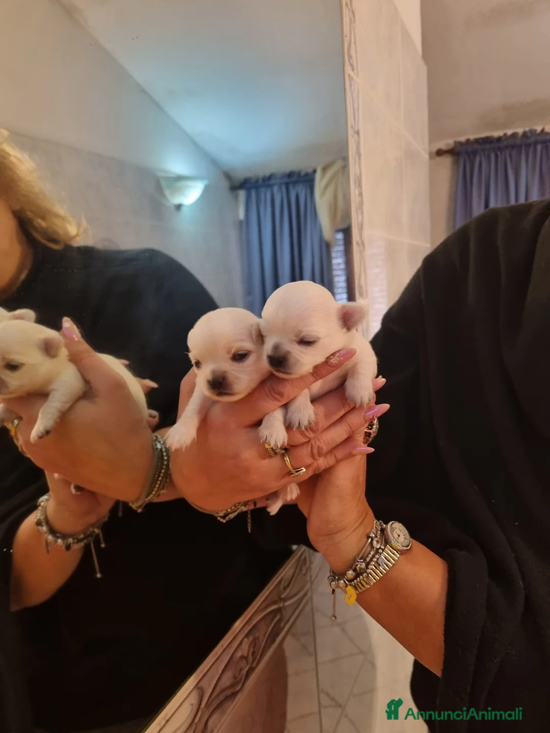 Chihuahua cani in vendita: Cuccioli di chihuahua piccolissimi  - Annuncio 5