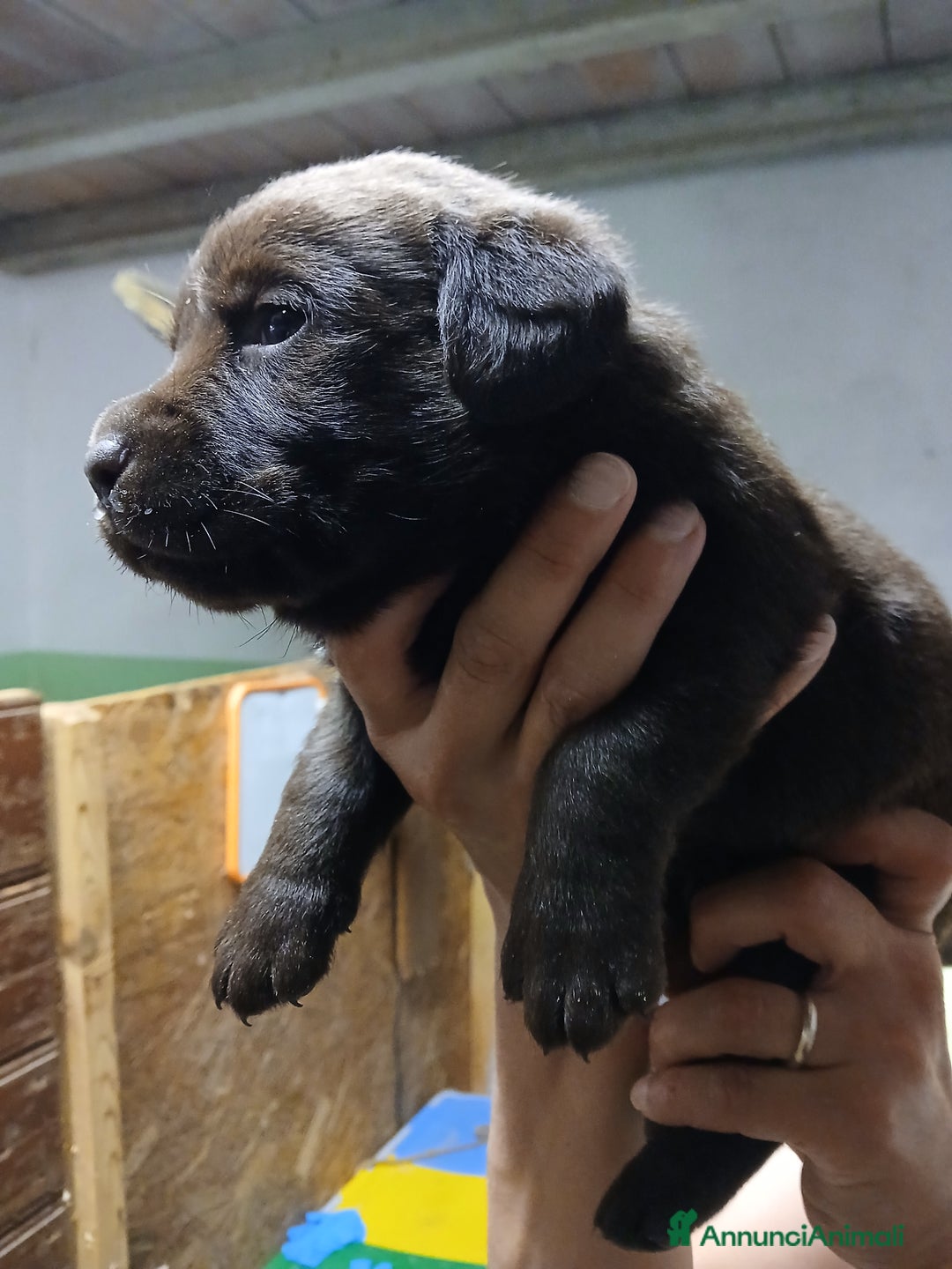 Labrador cani in vendita: Labrador chocolate  neri e miele  a Province of Verona - Immagine 2