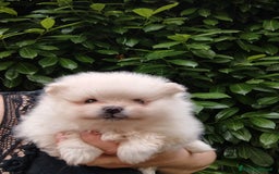 Volpino Pomerania cani in vendita: Volpino di Pomerania  a Provincia di Modena - Immagine 3