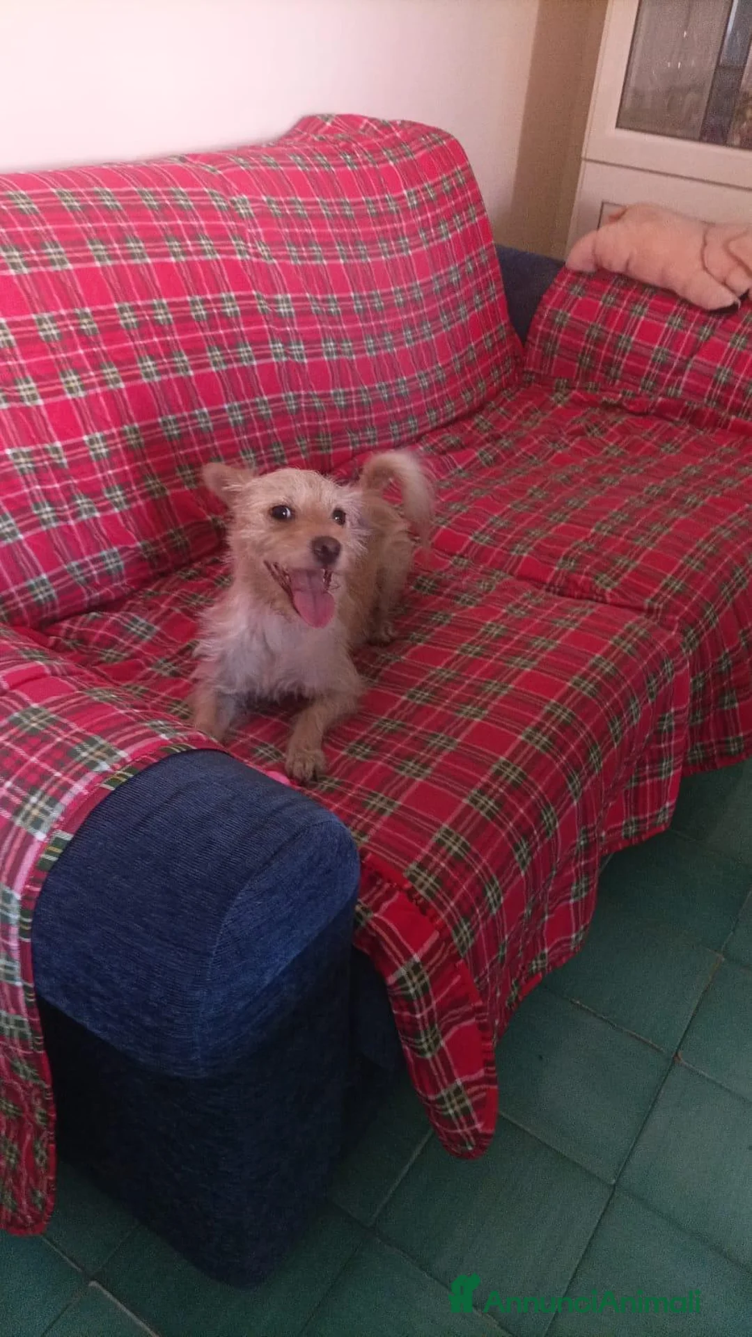 Meticcio cani in regalo: Coco: 6 kg, socievole con tutti - Annuncio 2