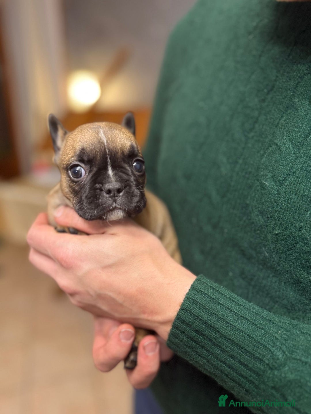 Bulldog Francese cani in vendita: Cuccioli di Buldog francese  - Annuncio 10