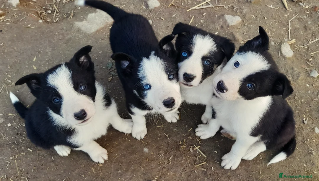 Border Collie cani in vendita: Border collie linea da lavoro  - Annuncio 1
