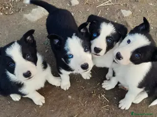 Border Collie cani Border collie linea da lavoro - Annuncio 8