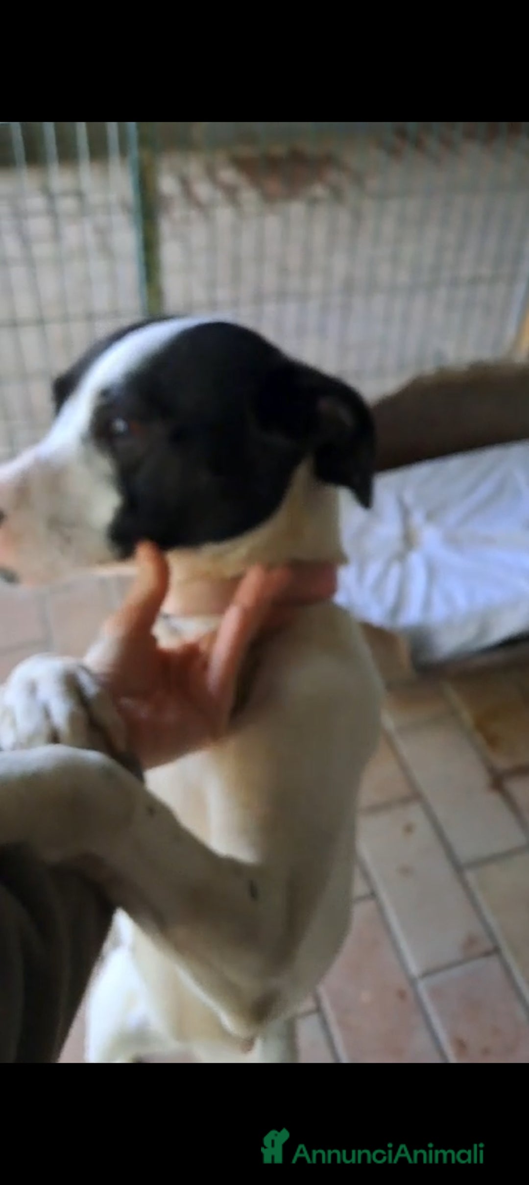 Altre razze cani in regalo: Uma, 4 anni, taglia media, cerca casa - Annuncio 2