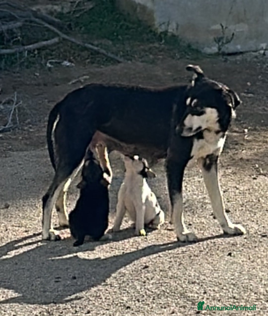 Meticcio cani in regalo: Emy cerca casa - Annuncio 6