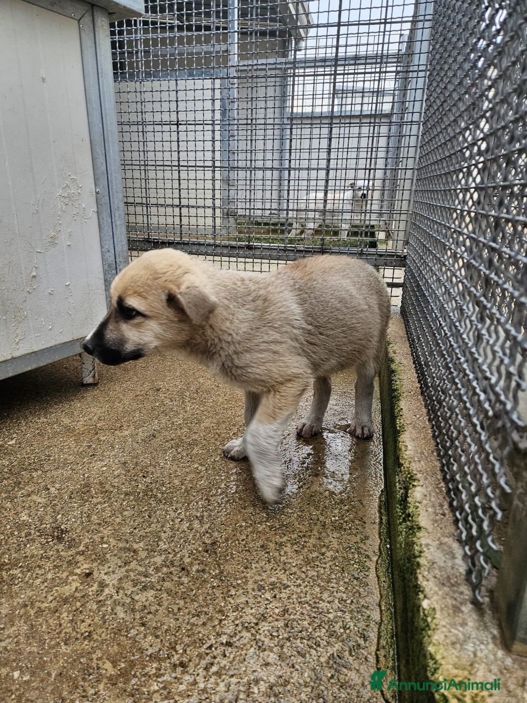 Meticcio cani in regalo: Giardino: 2 mesi taglia media  - Annuncio 6