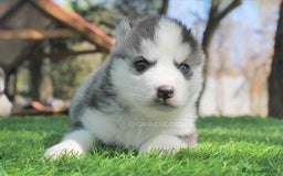 Husky cani in vendita: Cucciolo di Siberian Husky a Provincia di Pavia - Immagine 2