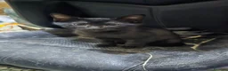 Meticcio gatti in regalo: 3 maschietti piu la mamma cercano casa - Annuncio 4