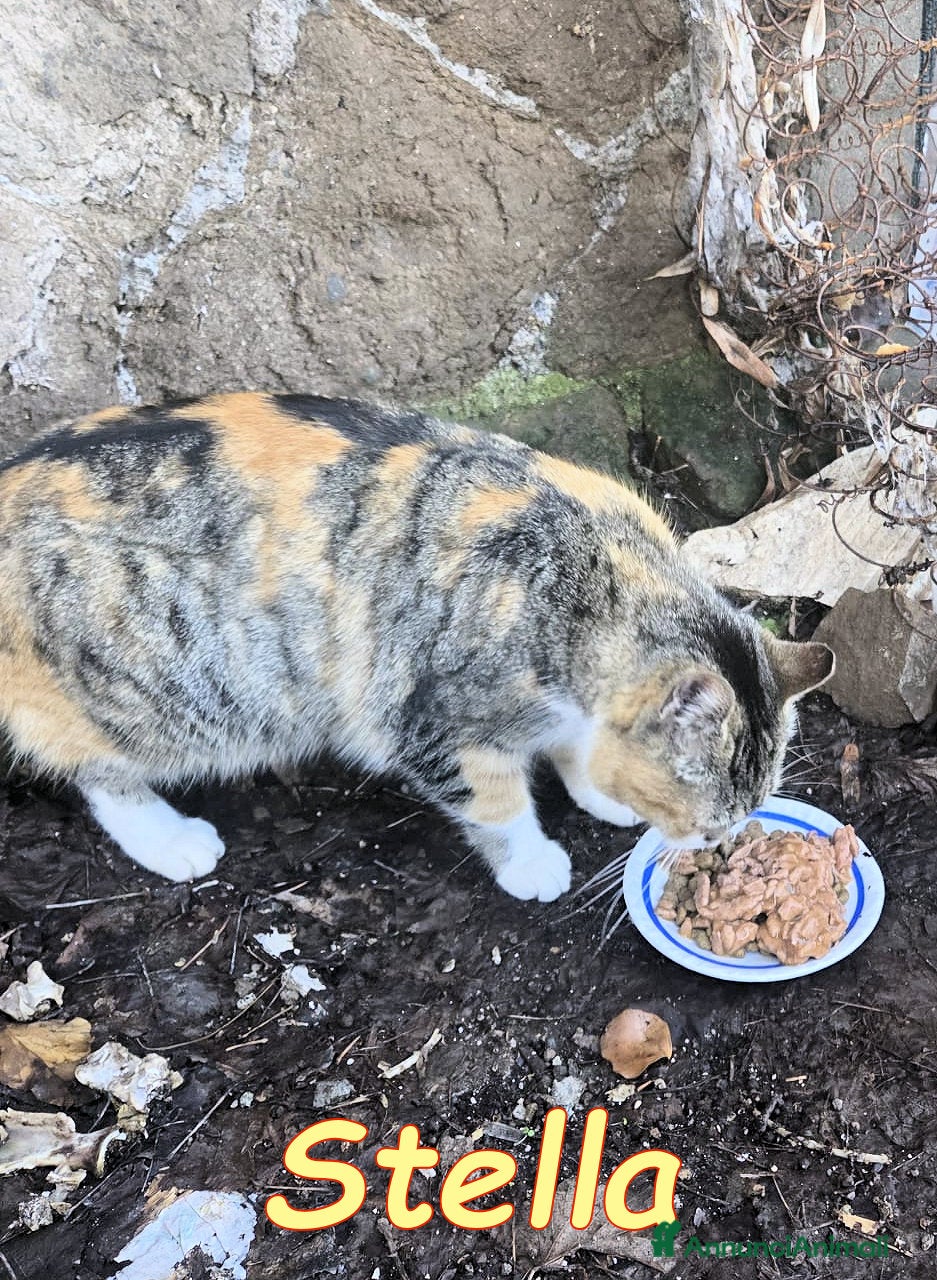 Europeo gatti STELLA ADOZIONE URGENTE - Annuncio 2