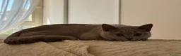British gatti in vendita: Quattro piccoli British cercano casa 🐾 - Annuncio 20