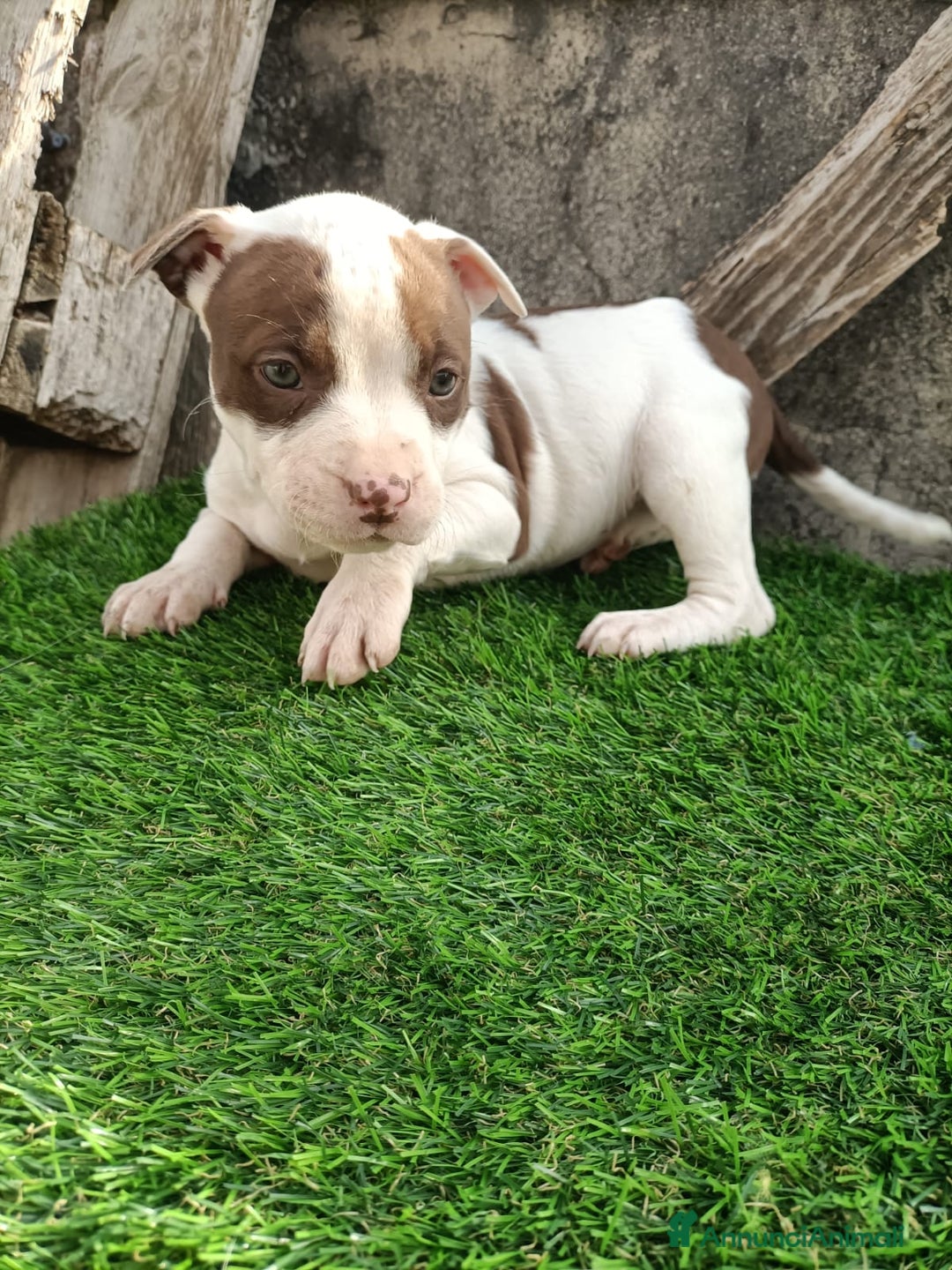 Pitbull cani in vendita: Cuccioli pitbull terrier  - Annuncio 9
