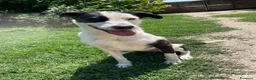 Meticcio cani in regalo: Tequila: taglia grande, cerca adozione o stallo  - Annuncio 12