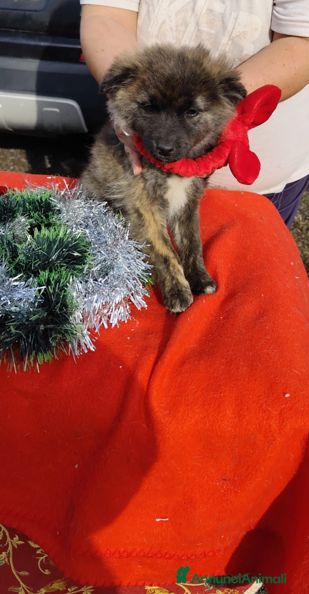 Meticcio cani in regalo: GEORGI cucciola 3 mesi taglia piccola - Annuncio 7