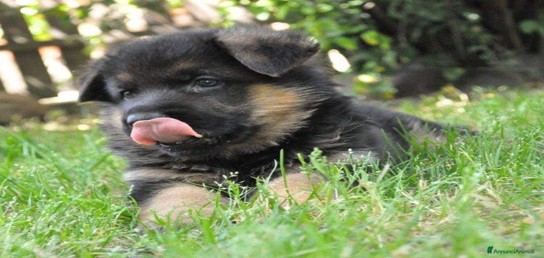 Immagine della galleria {{count}}