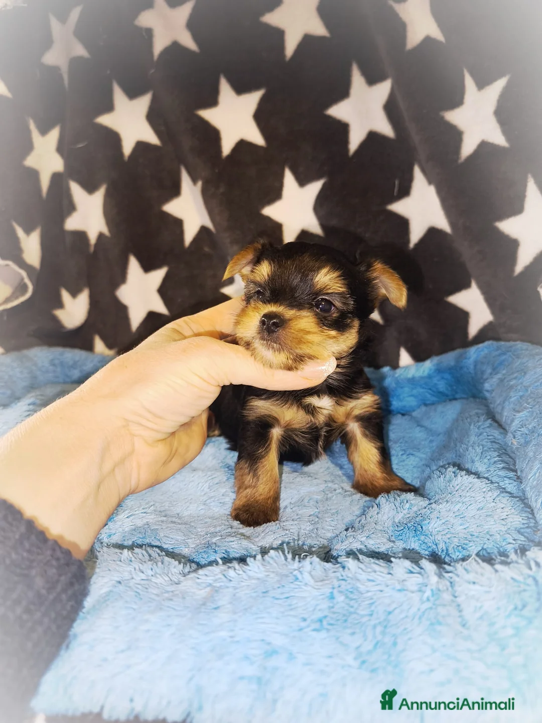 Yorkshire cani in vendita: Yorkshire terrier toy - Annuncio 4