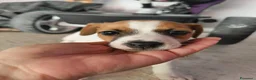 Jack Russell cani in vendita: Bellissimo cuccioli di Jack Russell terrier  a Provincia di Benevento - Annuncio 2