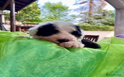 Bobtail cani in vendita: Cuccioli bobtail altissima genealogia  - Immagine 4