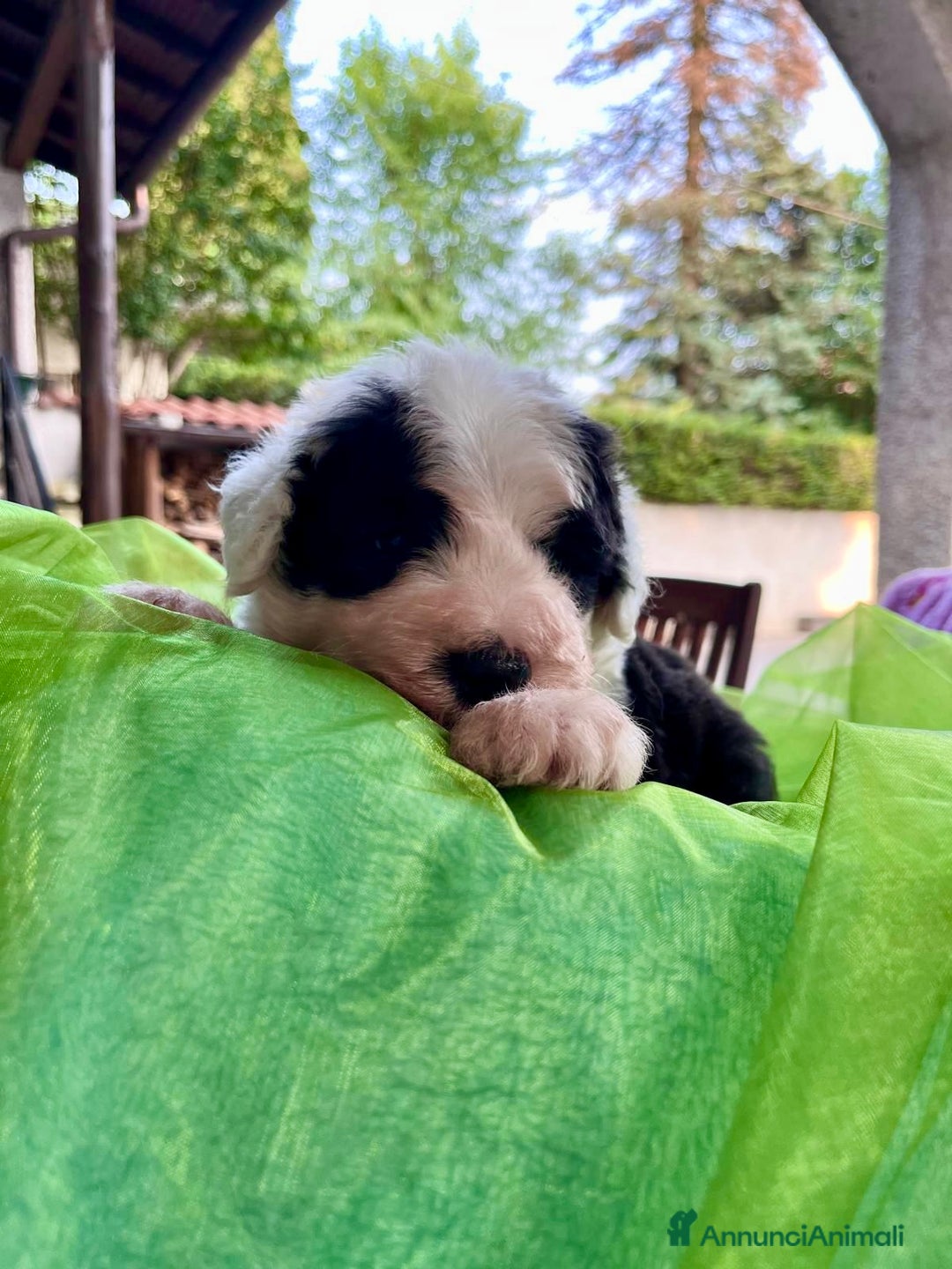Bobtail cani in vendita: Cuccioli bobtail altissima genealogia  - Immagine 4