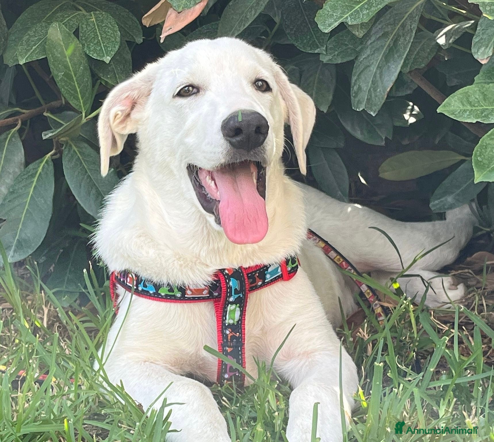 Meticcio cani Salviamo Chase cucciolo tg medio grande in box - Annuncio 14