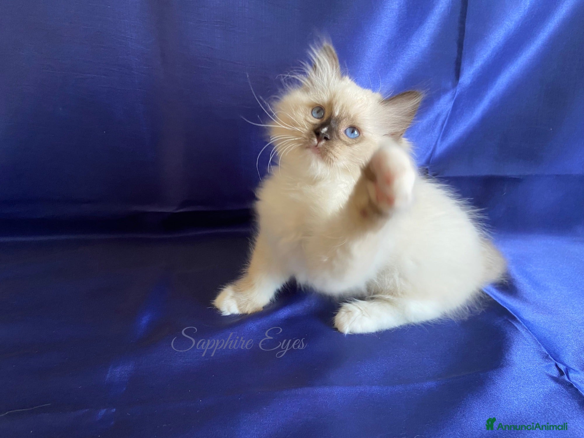 Ragdoll gatti Gattina ragdoll con pedigree - Annuncio 15