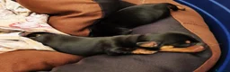 Bassotto cani in vendita: Bassotto maschio nero focato - Annuncio 7