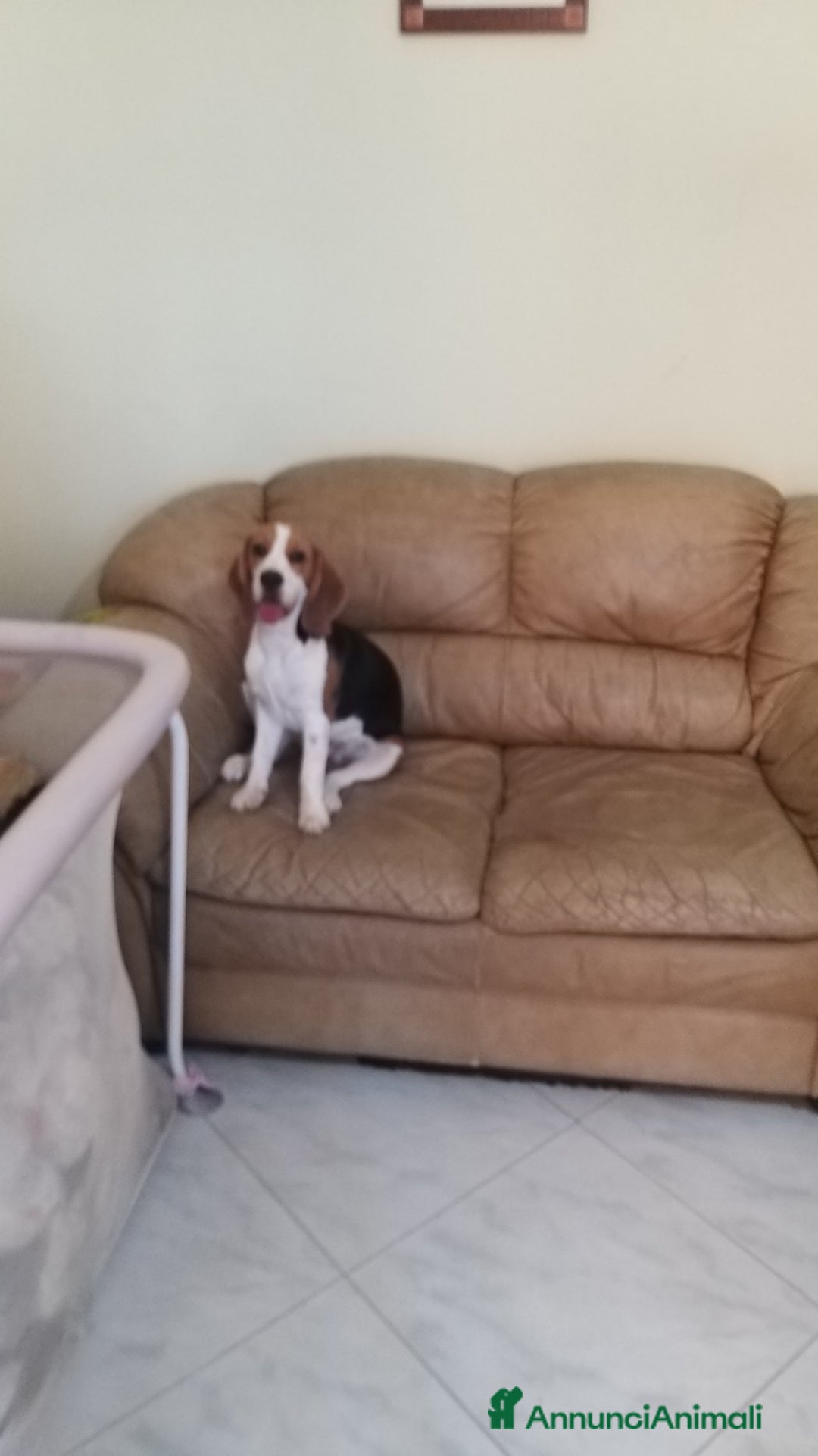 Beagle cani in regalo: Cucciolona di beagle originale - Annuncio 4