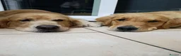 Golden Retriever cani in vendita:  Cucciolata casalinga Golden retriever Americani  a Provincia di Catanzaro - Annuncio 12