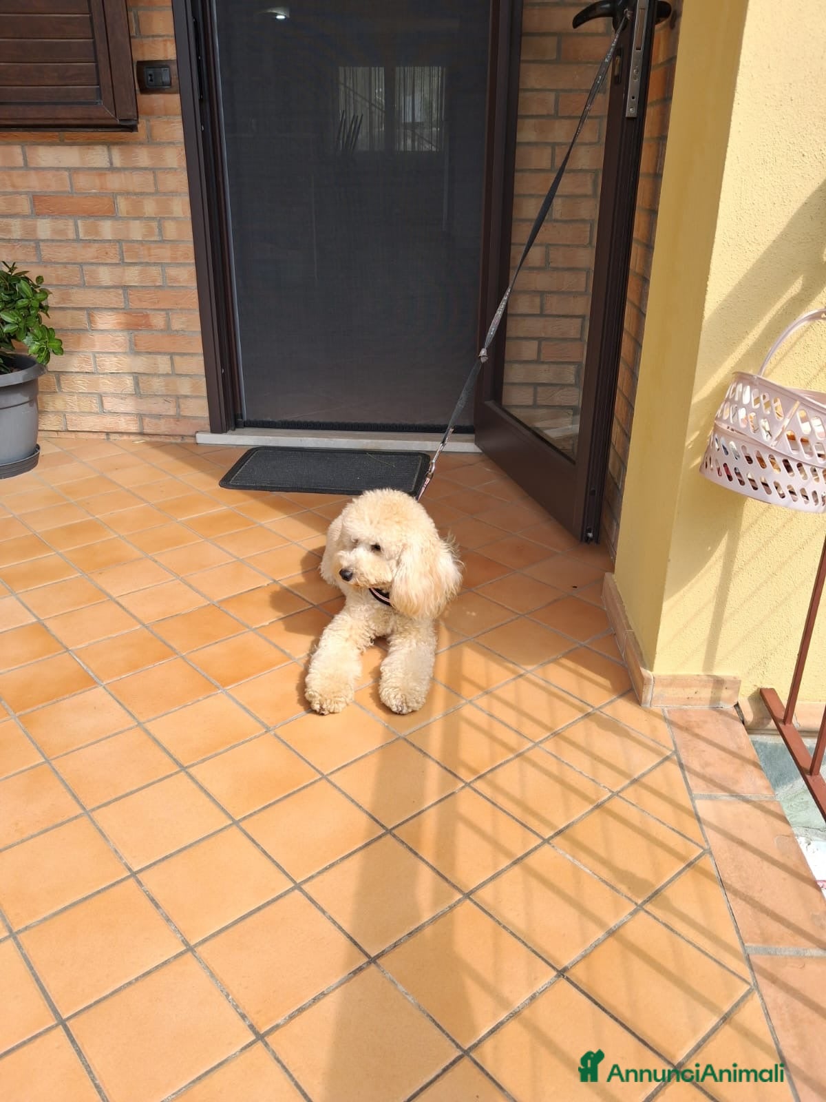 Barbone cani Barboncino - Annuncio 16
