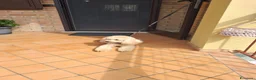 Barbone cani in vendita: Barboncino a Provincia di Catanzaro - Annuncio 1