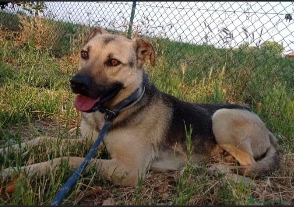 Altre razze cani Tango pastorino 4/5anni da 1lager a MILANO SOSCASA a Città metropolitana di Milano - Annuncio 36