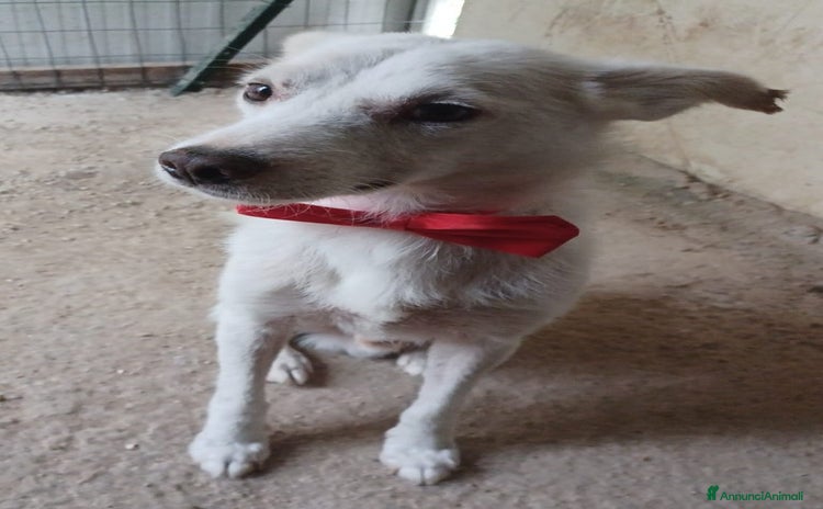 Meticcio cani a Città metropolitana di Roma Capitale - Annuncio 8