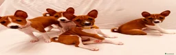 Basenji cani in vendita: Basenji disponibili con pedigree ENCI - Annuncio 7