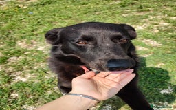 Meticcio cani in regalo: Mango a Provincia di Treviso - Immagine 4