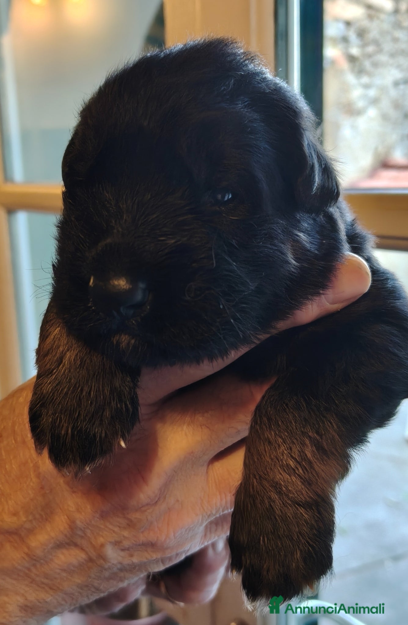 Pastore Tedesco cani Cuccioli Pastore Tedesco Pelo Lungo  - Annuncio 1