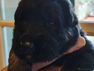 Pastore Tedesco cani Cuccioli Pastore Tedesco Pelo Lungo - Annuncio 1