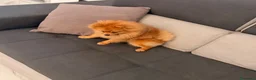 Volpino Pomerania cani in vendita: Pomerania linea americana  a Città Metropolitana di Napoli - Annuncio 4