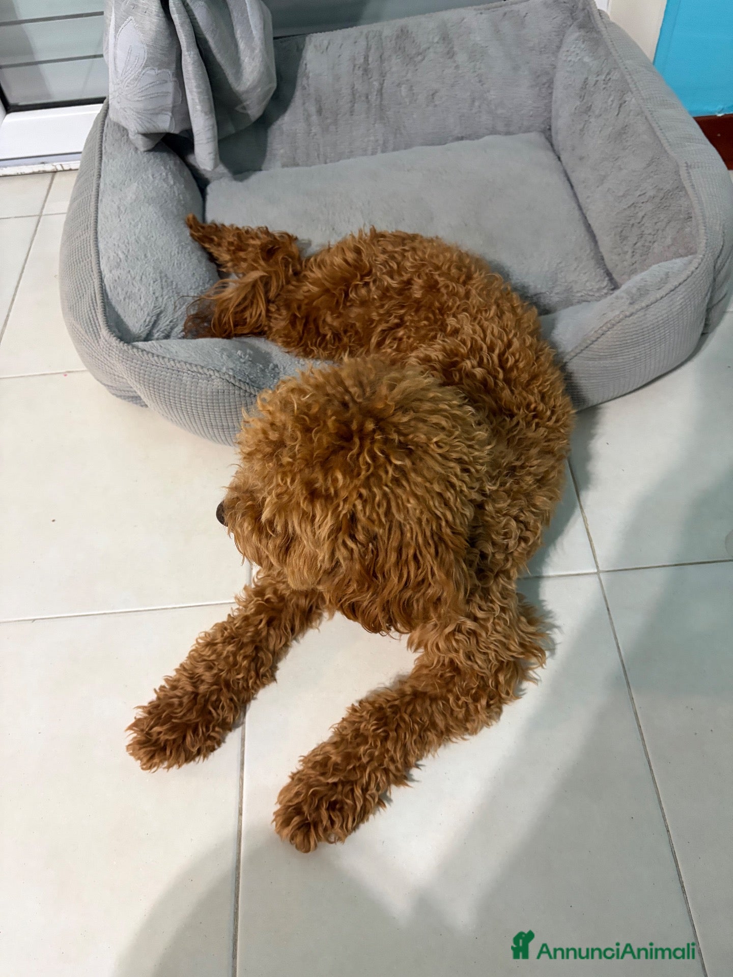 Meticcio cani Barboncino  - Annuncio 7