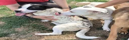 Meticcio cani in regalo: Regina, una cucciola principessa - Annuncio 6