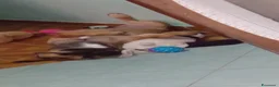 Meticcio cani in regalo: Wendy a Città metropolitana di Roma Capitale - Annuncio 23