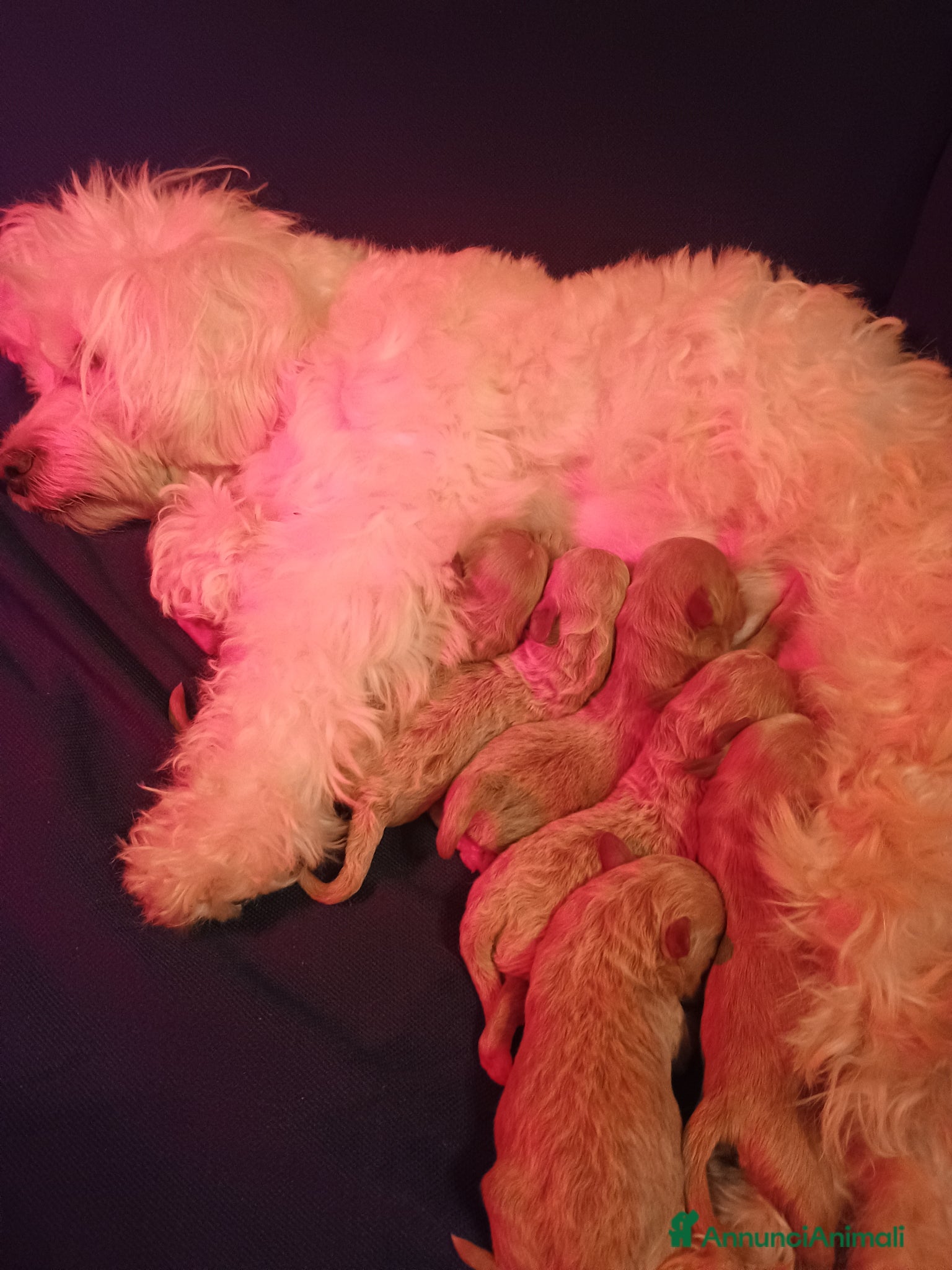 Maltipoo cani Bologna maltipoo  - Annuncio 1