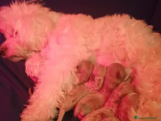 Maltipoo cani Bologna maltipoo - Annuncio 1