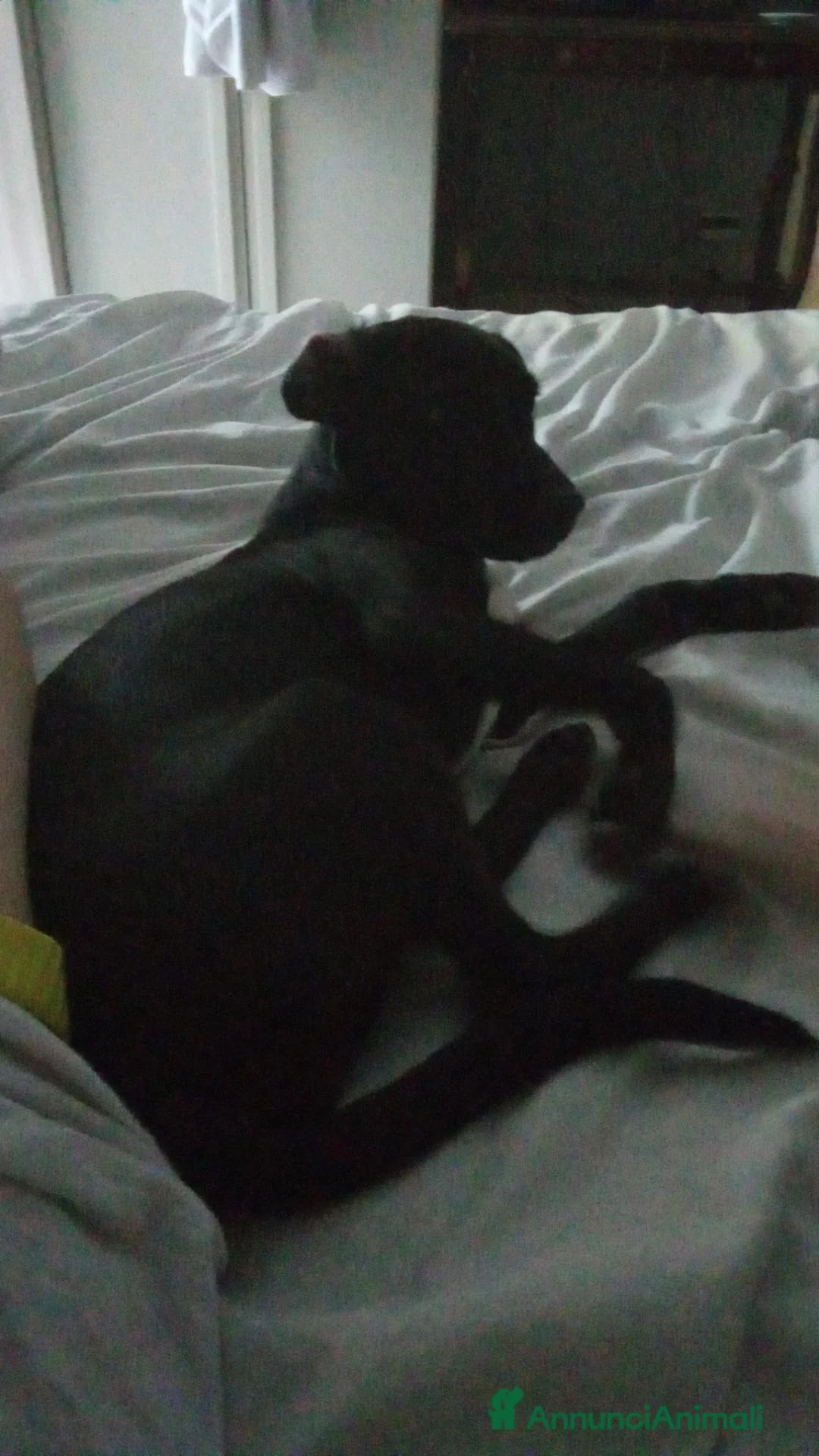 Meticcio cani in regalo: ADOZIONE URGENTE PER CUCCIOLA LUNA DI 6 MESI. - Annuncio 3