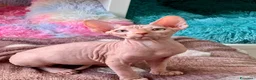 Sphynx gatti in vendita: Cuccioli Sphynx - Annuncio 2