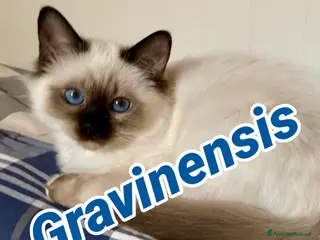 Sacro di Birmania gatti Cucciolo Gatto Sacro di Birmania Allevamento Etico - Annuncio 1